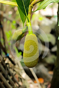 Baby jackfruit with blur background, jackfruit tree, jackfruit plant