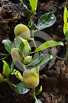 Baby jackfruit