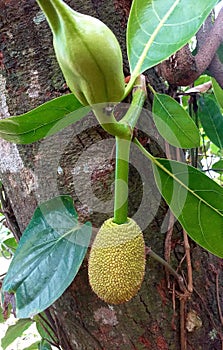 Baby jackfruit on a tree