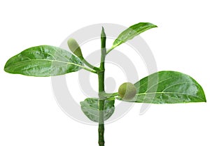 Baby jackfruits on branch