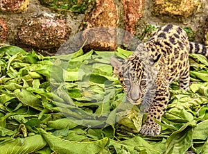 Baby Jaguar Puerto Vallarta Zoo Mexico photo