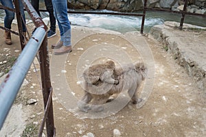 Baby Japanese Macaque monkey riding on its motherâ€™s back crossing the pathway, legs of tourists standing nearby. Snow monkey