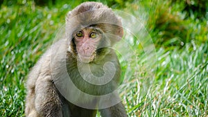 A baby Japanese macaque or Snow Monkey