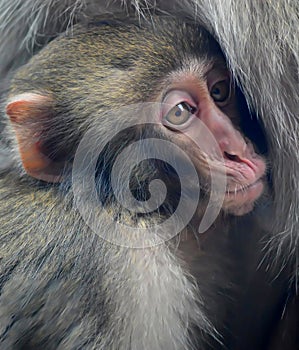 Un bambino giapponese macachi la neve scimmie 