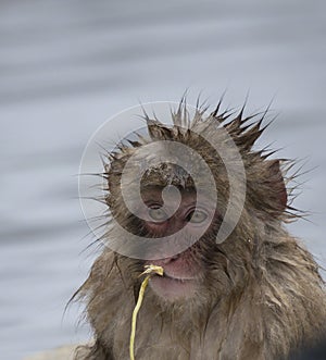 Baby Japanese macaque or snow monkeys, Macaca fuscata, sitting on rock of hot spring, with spikey hair as if bathtime, chewing