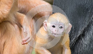 Baby Javan Langur Monkey photo