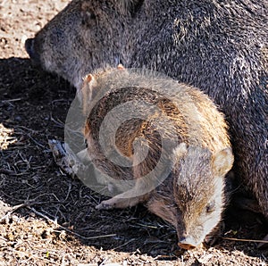 Baby Javelinas Play Beside Mom