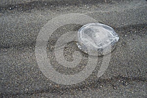 Baby Jelly fish on the beach