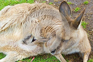 Baby joey Eastern Grey kangaroo legs coming out of mother`s pouch