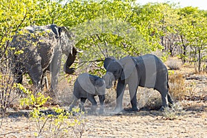 Baby and juvenile elephant siblings stomping their feet next to their mother feeding in trees