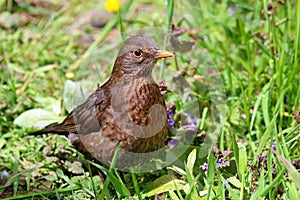 Baby juvinile blackbird standing in grass field