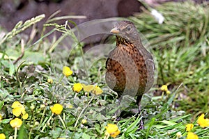 Baby juvinile blackbird standing in grass field