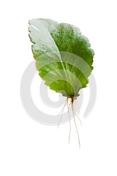 Baby Kalanchoe plant propagated from leaf