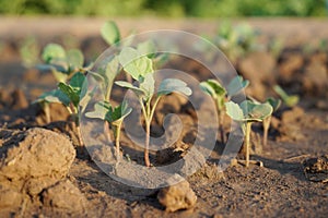 Baby kale is germinate in garden or organic farm.