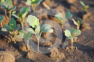 Baby kale is germinate in garden or organic farm.