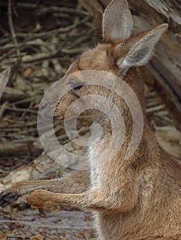 Baby kangaroo