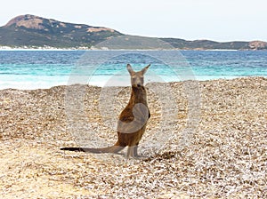 Baby kangaroo at the beach