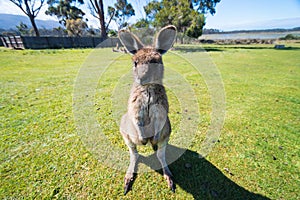 Baby kangaroo