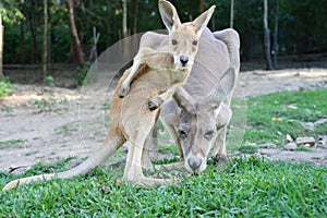 Baby kangaroo and his mother at the zoo