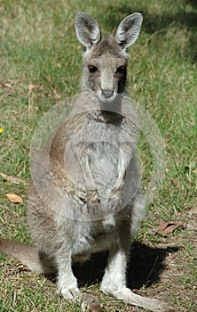 Baby Kangaroo or Joey being inquisitive -Healesville Victoria