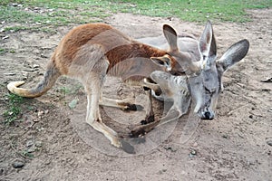Kangaroo family in Australia! photo