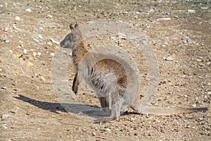 Baby kangaroo in the zoo`s aviary.