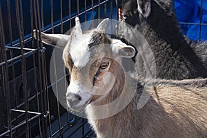 Baby kid goats in livestock pen at farmer`s market