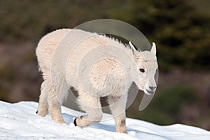 Baby Kid Mountain Goat sticking out his tongue on a Hurricane Hill showfield in Olympic National Park in Washington State