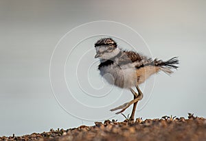 A Baby Killdeer Exploring the Shoreline