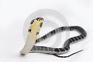 baby King Cobra (Ophiophagus hannah) a poisonous snake native to southern Asia.