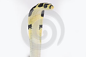 baby King Cobra (Ophiophagus hannah) a poisonous snake native to southern Asia.