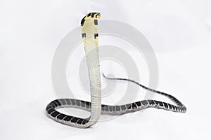 baby King Cobra (Ophiophagus hannah) a poisonous snake native to southern Asia.