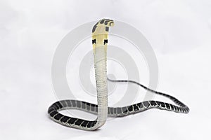 baby King Cobra (Ophiophagus hannah) a poisonous snake native to southern Asia.