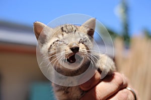 Baby kitten doesn`t like being held