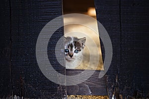 Baby kitten hiding behind wooden fence