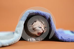 Baby kitten meaowing under a blue towel