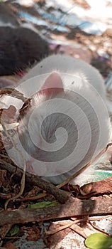 Baby kitten sleeping under a tree