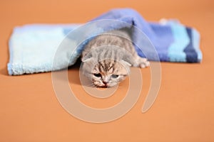 Baby kitten under a blue towel