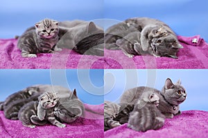Baby kittens playing on mauve background, multicam