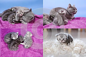 Baby kittens playing on mauve background, multicam