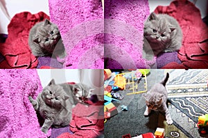 Baby kittens playing on mauve towel, multicam