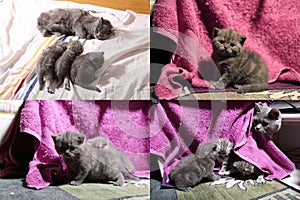 Baby kittens playing on mauve towel, multicam