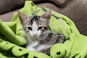 Baby kitty on a green blanket