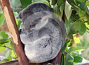 Baby koala photo