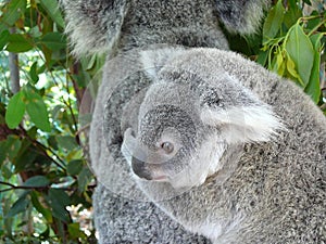 Baby koala