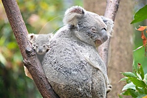 Baby koala between branch and mother