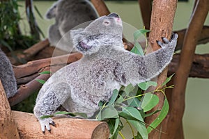 Baby koala climbing a tree