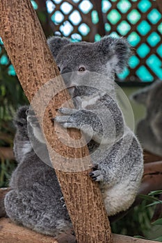 Baby koala sitting in a tree