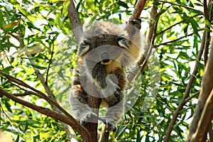 Baby koala sleeping in a tree