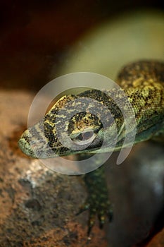 Baby Komodo photo